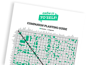 Companion Planting Chart